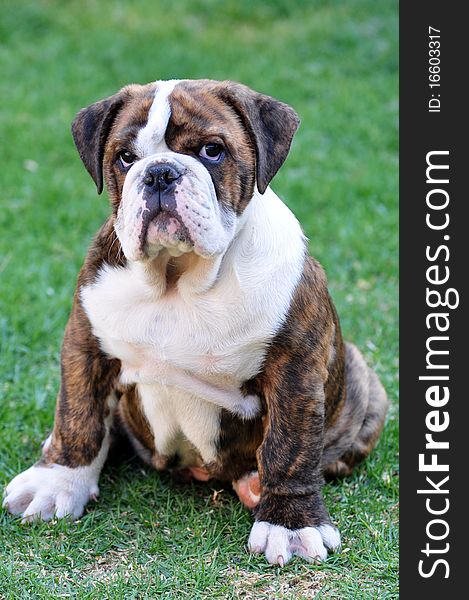 Brindle English bulldog puppy sitting on grass