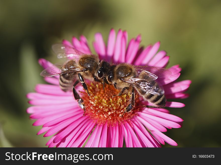 The pair of bees which pollinate the chinese aster. The pair of bees which pollinate the chinese aster.