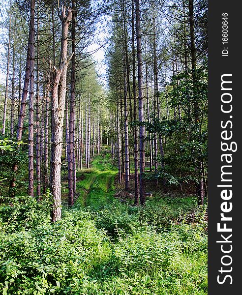 Dappled Sunshine in an English Forest of young Fir trees