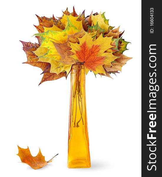Autumn leaves in a vase over white background