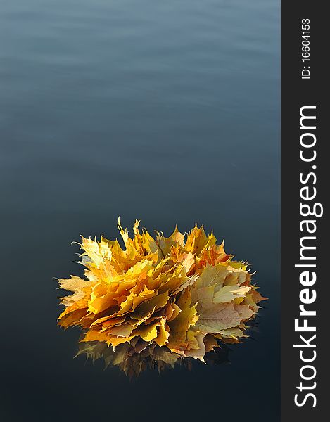 Bouquet of autumn leaves floating in water. Bouquet of autumn leaves floating in water