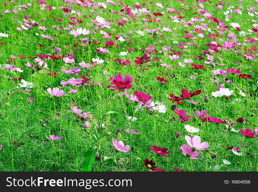 A Sea Of Flowers