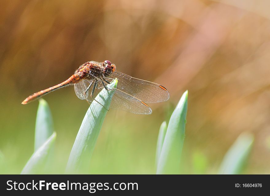 A red dragonfly on an aloe shot against a blurred brown background. A red dragonfly on an aloe shot against a blurred brown background.