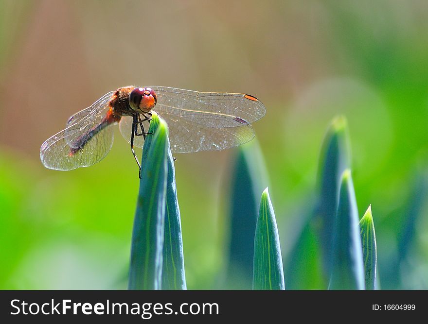 Dragonfly Among The Aloe Leaves