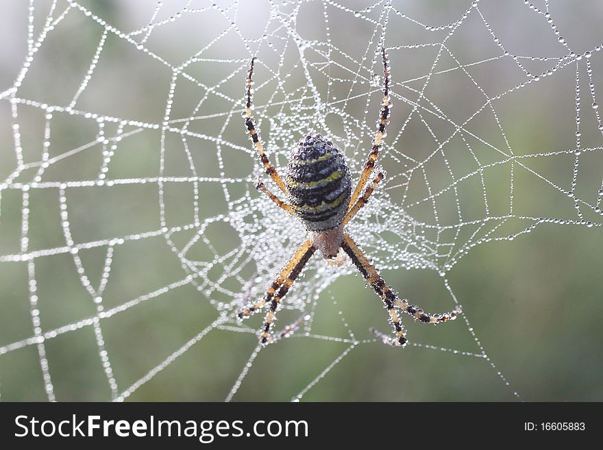 Spider (Argiopae) in a Dew Covered Web