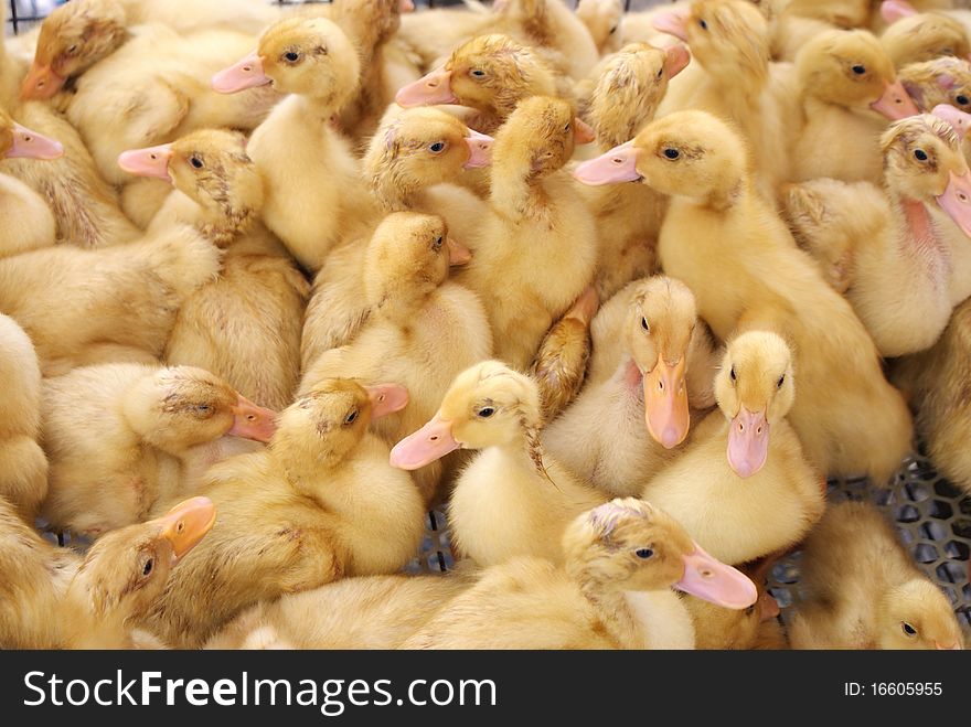 A group of yellow gosling close-up