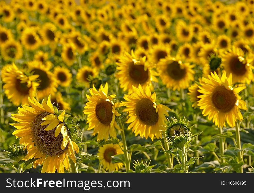 Sunflowers be used as background