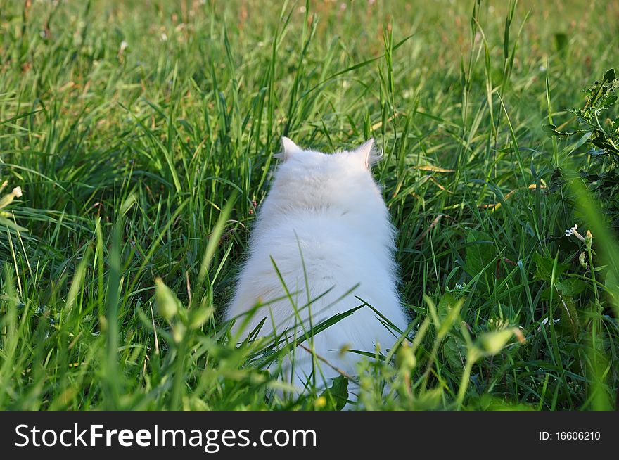 Cat hunting in the grass