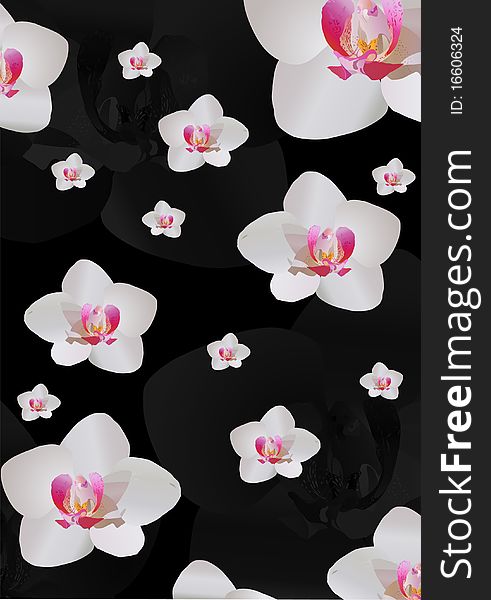 Illustration with white orchid flowers on black background. Illustration with white orchid flowers on black background