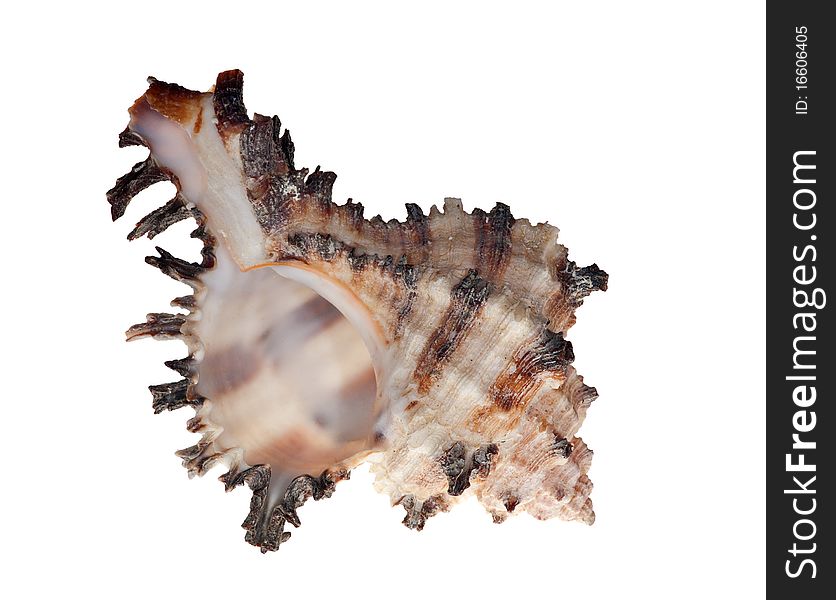 Isolated shellfish with brown strips