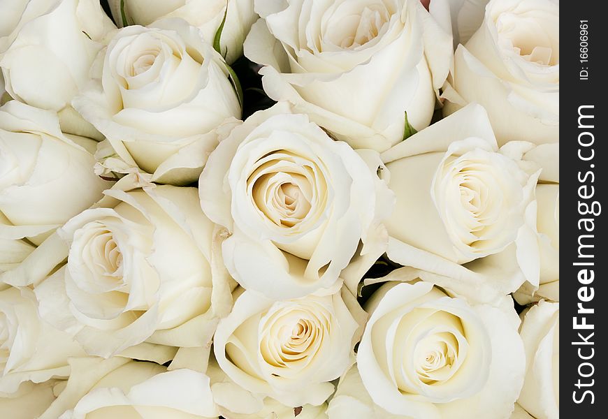 Background of a lot of small beige roses. Background of a lot of small beige roses