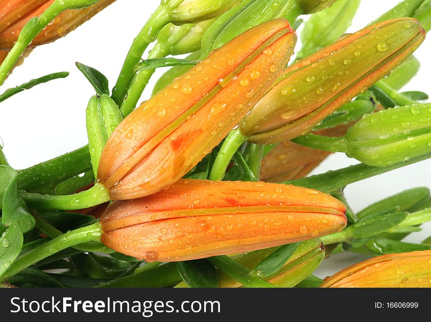 Orange flowers lily on white background.