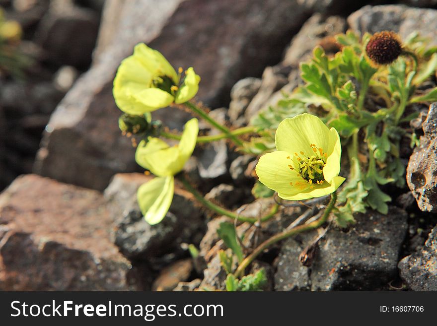 Arctic Poppy  - flowers which grow beyond the Polar circle