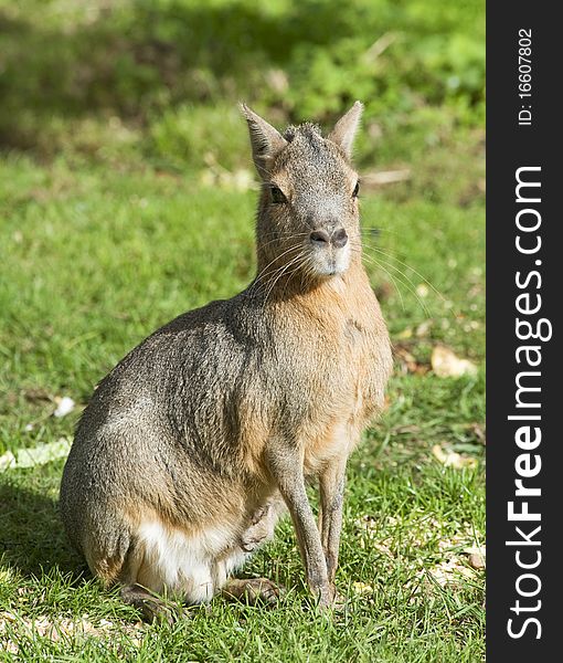 Patagonian  Hare (Mara)