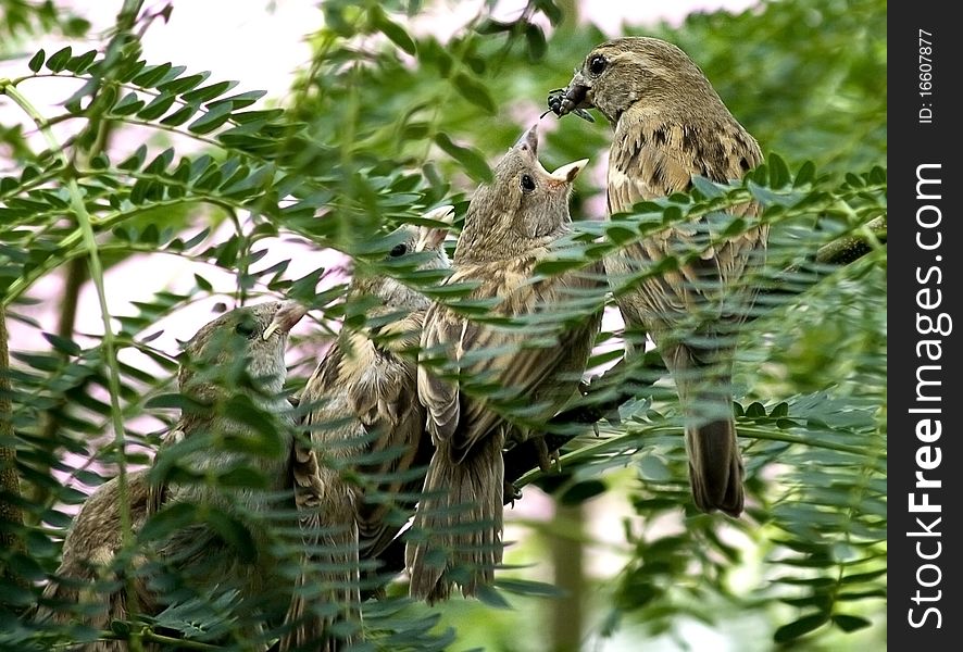 Common Indian House Sparrow Female feeding its kids. Common Indian House Sparrow Female feeding its kids