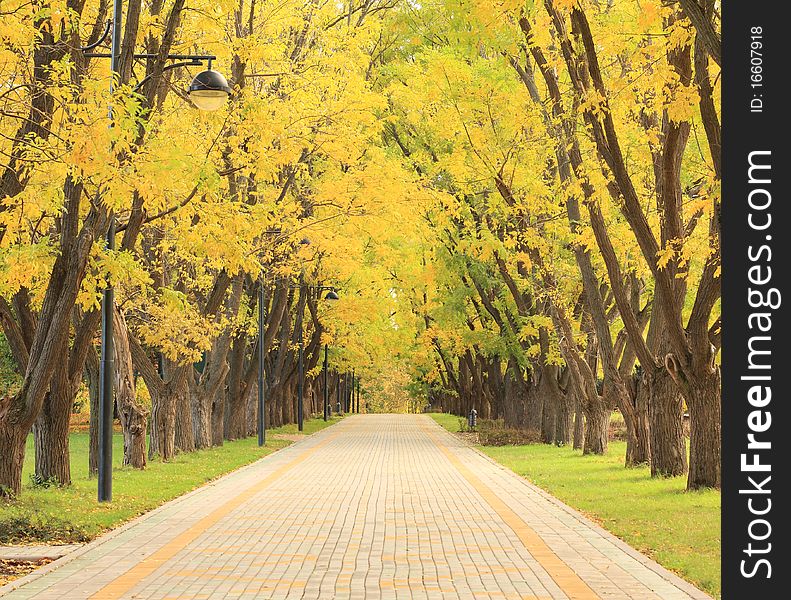 Alley and the trees in a city park in autumn. Alley and the trees in a city park in autumn