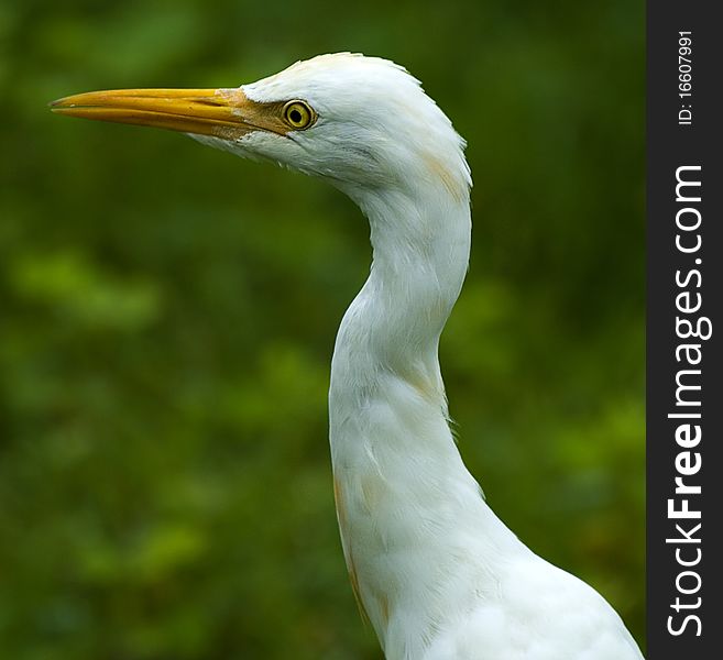 Closeup Of Indian Cattle Egret
