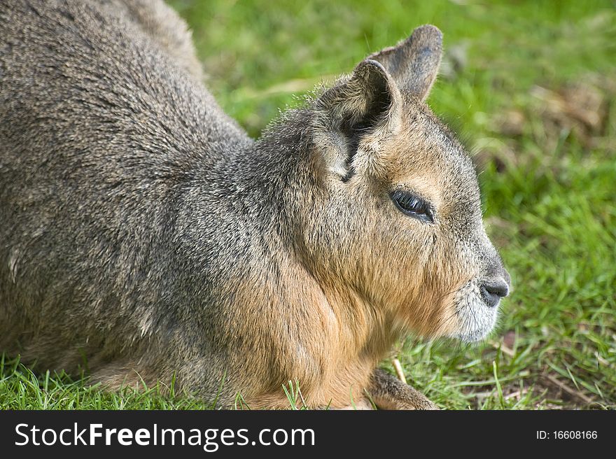 Patagonian  Hare (Mara)