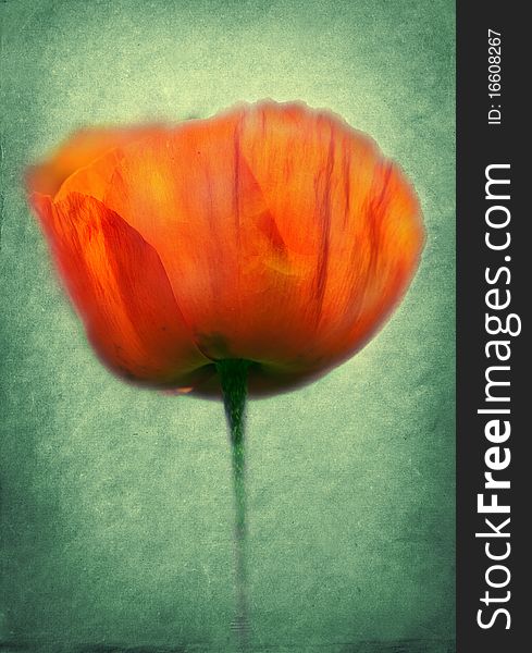 Photo of a poppies pasted on a grunge background. Photo of a poppies pasted on a grunge background