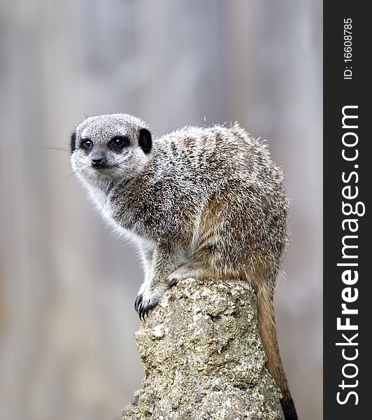 Close up of a Meerkat on a post on lookout duty