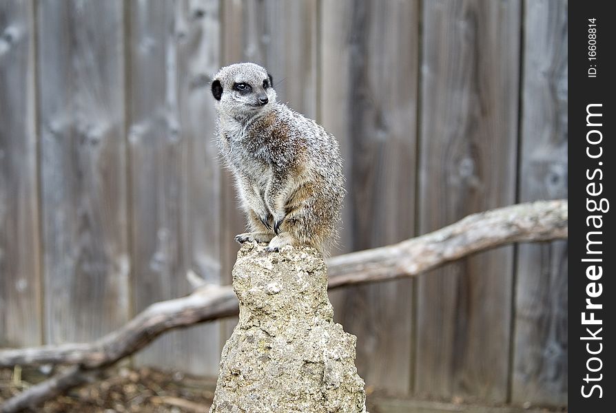 Close up of a Meerkat on a post on lookout duty