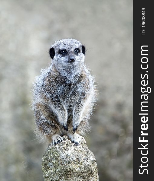 Close up of a Meerkat on a post on lookout duty