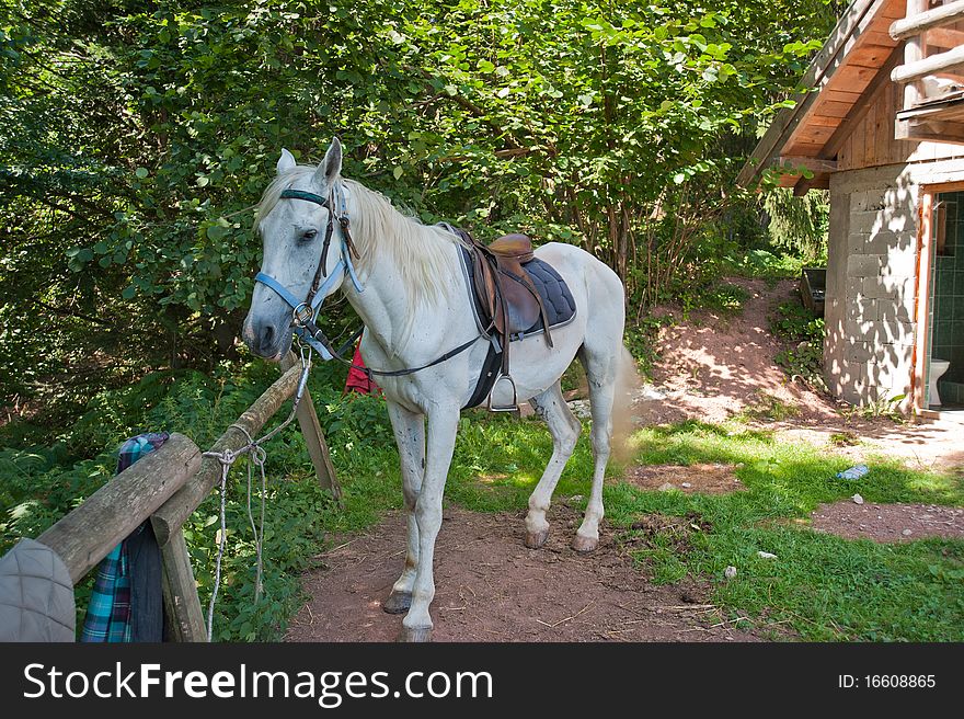 Beautiful white horse behind the stable, waiting for a ride. Beautiful white horse behind the stable, waiting for a ride