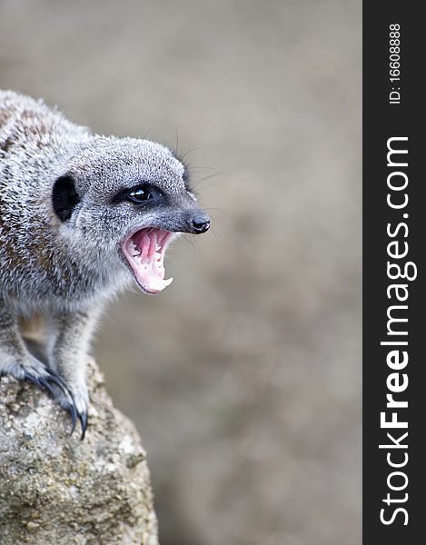 Close up of a Meerkat very angry with mouth open