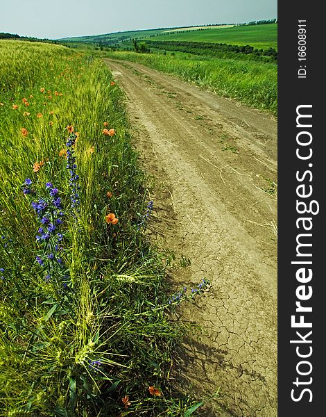 Summer country road among fields and meadows in sunny day