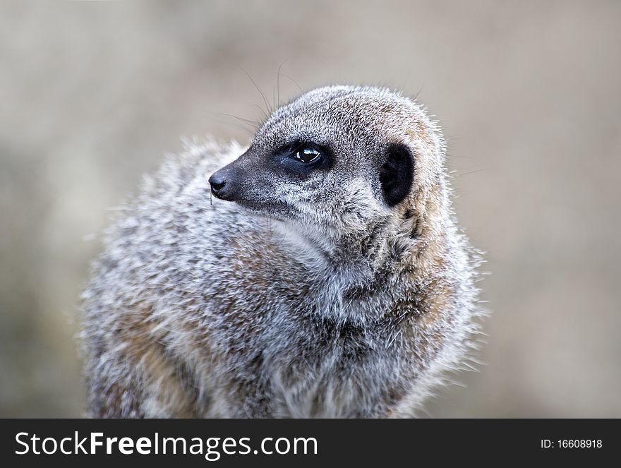 Close up of a Meerkat looking to the left