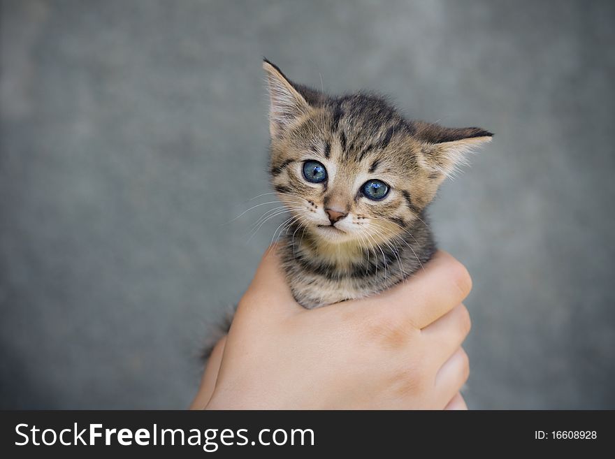 Small kitten in woman hand isolated on grey