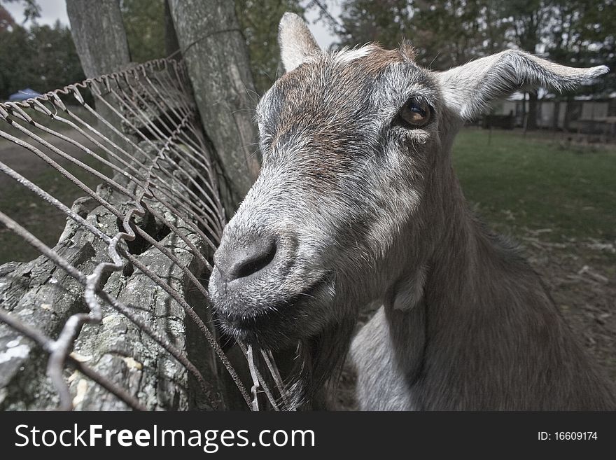 Grey Goat