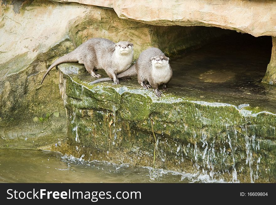 Two otters sitting on a rock ledge looking at the camera