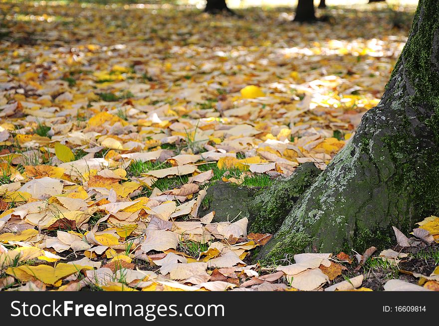 Fallen autumn leaves in the park. Fallen autumn leaves in the park