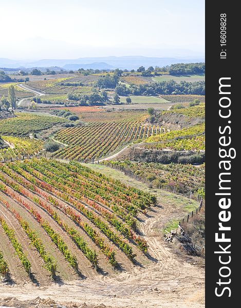 Vineyards at La Rioja in Autumn, Spain. Vineyards at La Rioja in Autumn, Spain