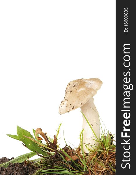 Single toadstool fungi in soil and grass. Single toadstool fungi in soil and grass