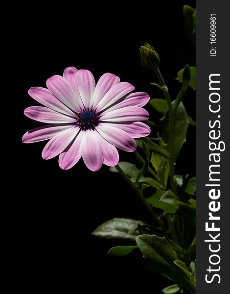 A purple osteospermum flower plant on a black background.