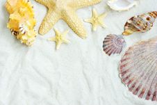 Shells On Sand Stock Image