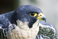 Falcon Royalty Free Stock Image Falcon Royalty Free Stock Image