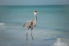 Great Blue Heron Swallowing A Fish On The Beach Royalty Free Stock Photos