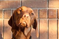 Hungarian Vizsla Dog With Brick Wall Stock Photography