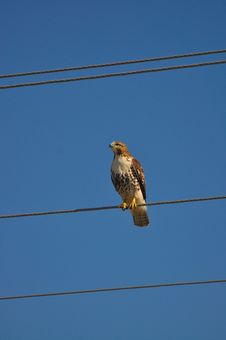 Red Tailed Hawk On Wire Royalty Free Stock Image Red Tailed Hawk On Wire Royalty Free Stock Image