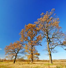 Three Oak Trees In The Field Stock Photo Three Oak Trees In The Field Stock Photo