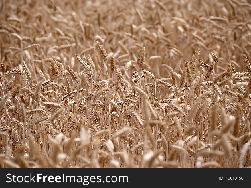 Wheat field before harvest time