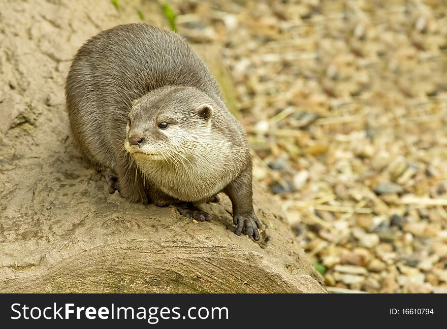 Otter On A Rock