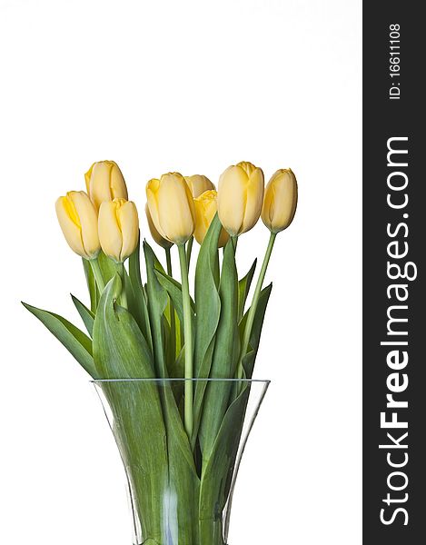 Bouquet of fresh yellow tulips on white background