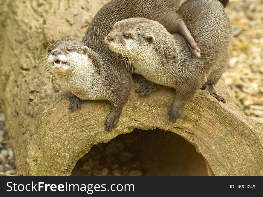 Two otters sitting on a rock ledge looking at the camera