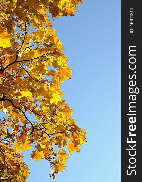 Autumn maple yellow against the blue sky