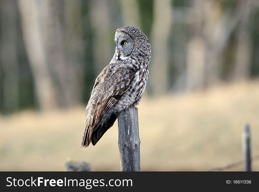 A calm great gray owl sits and waits for a mouse to show up. A calm great gray owl sits and waits for a mouse to show up