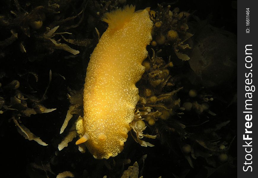 Lemon Nudibranch over sea weed New Zealand